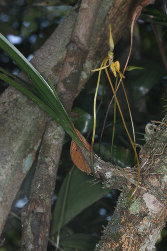 Jumellea stenophylla, photograph 2