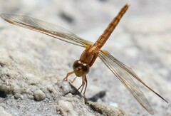 Crocothemis sanguinolenta