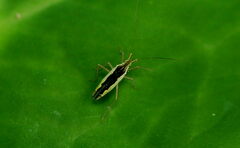 Lasiomiris albopilosus