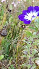 Convolvulus tricolor