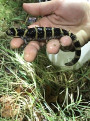 Ambystoma annulatum