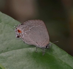 Strephonota tephraeus