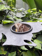 Morpho
