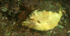 Monacanthidae