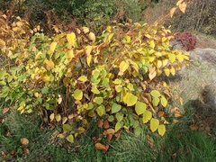 Reynoutria × bohemica