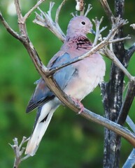 Streptopelia senegalensis senegalensis