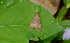 Uresiphita