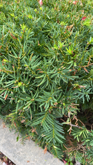 Taxus cuspidata