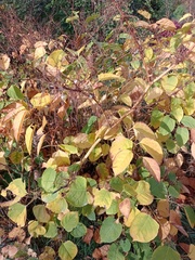 Reynoutria × bohemica