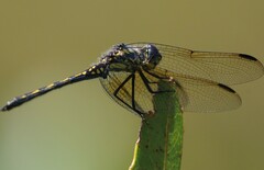 Trithemis stictica