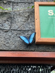 Morpho