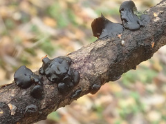 Exidia brunneola