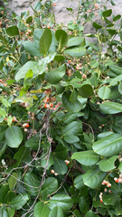 Euonymus japonicus
