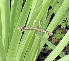 Amblyptilia pica