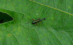 Neocollyris