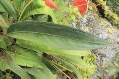 Anthurium