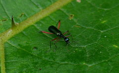 Neocollyris