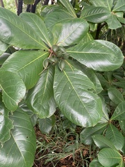 Terminalia catappa