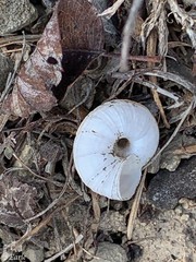 Oreohelix