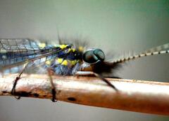 Ameropterus versicolor