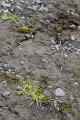 Deschampsia cespitosa