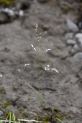 Deschampsia cespitosa