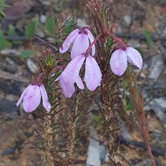 Tetratheca ericifolia