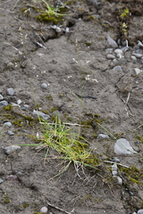 Deschampsia cespitosa