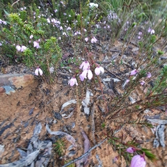 Tetratheca ericifolia