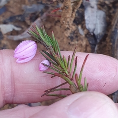 Tetratheca ericifolia
