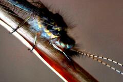 Ameropterus versicolor