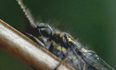 Ameropterus versicolor