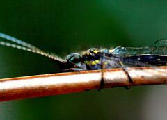 Ameropterus versicolor