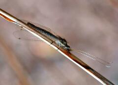 Ameropterus versicolor