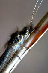 Ameropterus versicolor