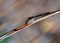 Ameropterus versicolor