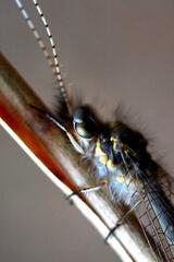 Ameropterus versicolor