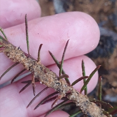 Tetratheca ericifolia