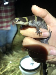 Ambystoma annulatum