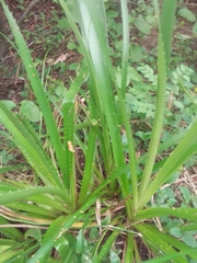 Eryngium paniculatum