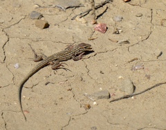 Aspidoscelis neotesselatus