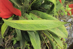 Anthurium