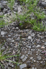 Poa glauca