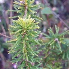 Tetratheca ericifolia