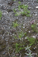 Poa glauca