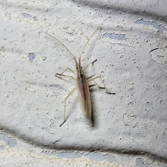 Trigonotylus