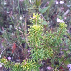 Tetratheca ericifolia