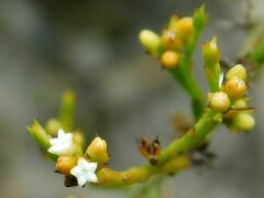 Thesium commutatum