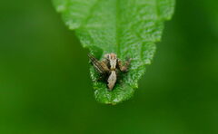 Hamataliwa