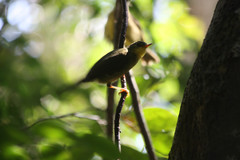 Xanthomixis zosterops